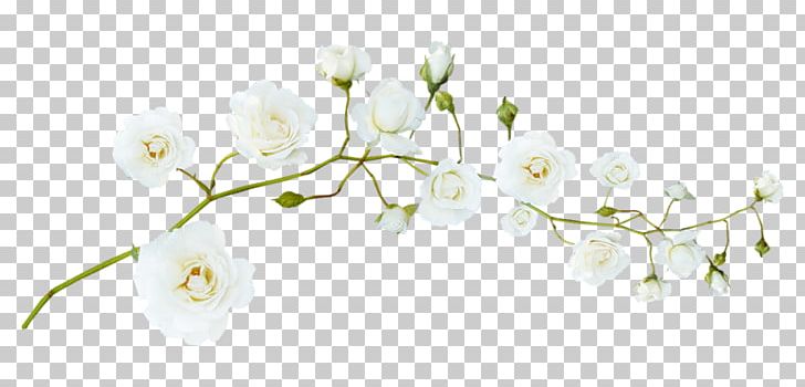 Flower White PNG, Clipart, Blossom, Branch, Bud, Chart, Color Free PNG Download