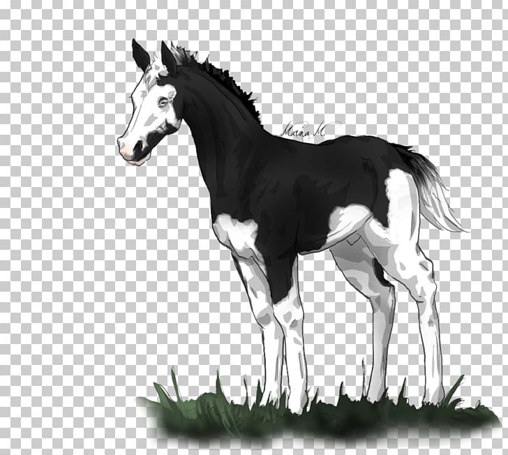 Mane Foal Mustang Colt Stallion PNG, Clipart, Black And White, Bridle, Colt, Conformation Show, Florida Kraze Krush Soccer Club Free PNG Download