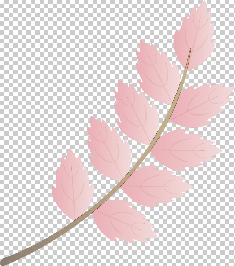 Leaf Plant Stem Petal Twig Branch PNG, Clipart, Autumn Leaf, Autumn Leaf Color, Biology, Branch, Fall Leaf Free PNG Download