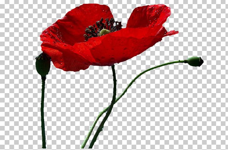 Author Изба-читальня Drawing Common Poppy Izba PNG, Clipart, 2017, Alexei Osipov, Anemone, Author, Cari Free PNG Download