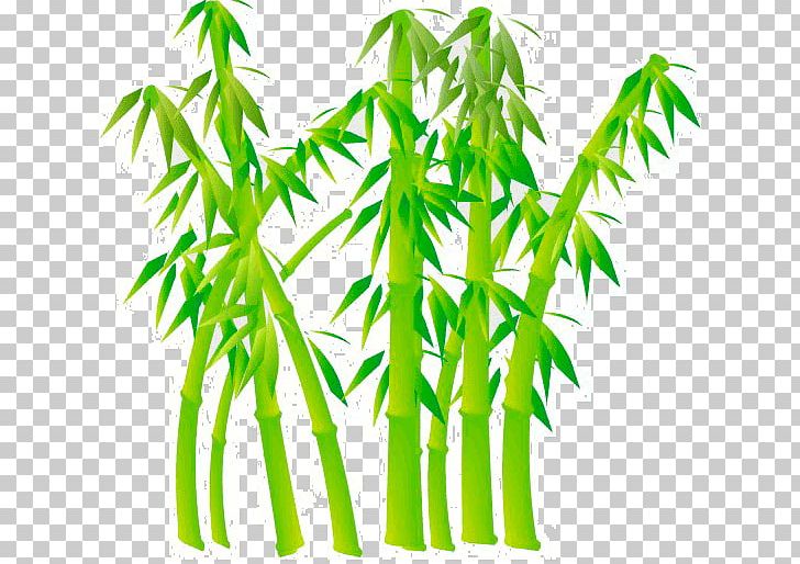 Bamboo Graphics Drawing Reed PNG, Clipart, Bamboo, Bambu, Coloring Book, Description, Drawing Free PNG Download