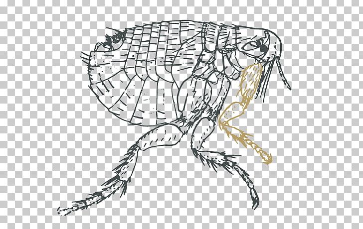 Black Death Brown Rat Black Rat Oriental Rat Flea Human Flea PNG, Clipart, Arthropod, Artwork, Black And White, Black Death, Black Rat Free PNG Download