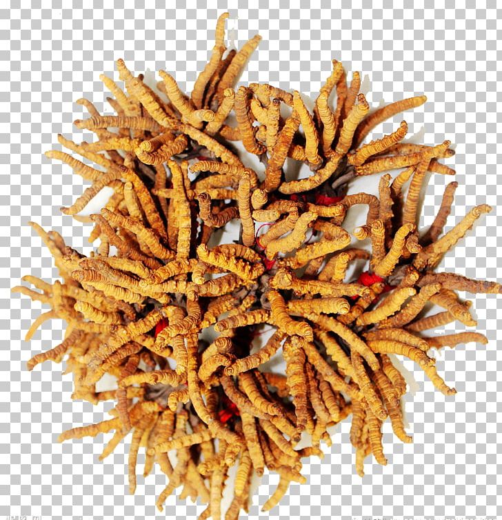 Cordyceps Militaris Caterpillar Fungus Traditional Chinese Medicine Extract PNG, Clipart, Animal Source Foods, Artificial Grass, Cartoon Grass, Caterpillar, Cordycepin Free PNG Download