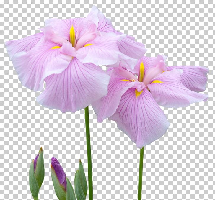 Irises Cut Flowers Garden Roses PNG, Clipart, Cattleya, Cattleya Orchids, Cut Flowers, Directory, Flower Free PNG Download