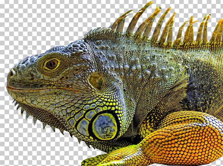 Lizard Green Iguana Reptile Chameleons Marine Iguana PNG, Clipart, Animal, Animals, Blue Iguana, Chameleon, Common Iguanas Free PNG Download