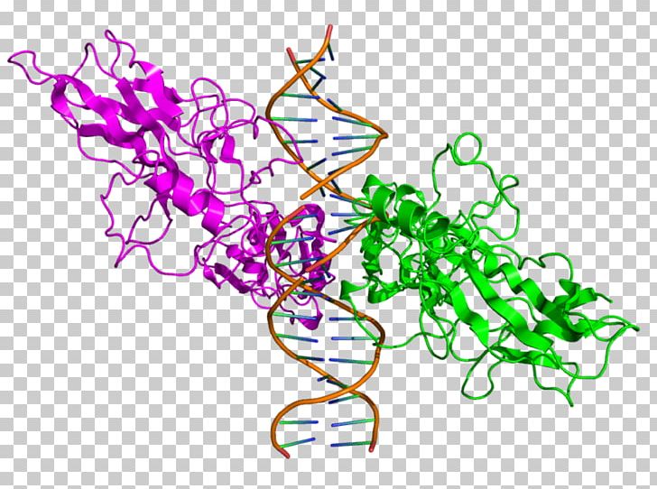 RELA NF-κB Protein PNG, Clipart, Area, Art, Artwork, Cell, Cytokine Free PNG Download