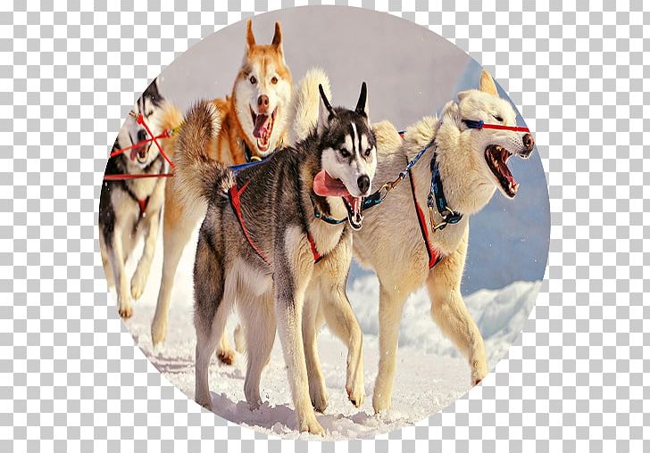 Sakhalin Husky Siberian Husky Alaskan Malamute Alaskan Husky Puppy PNG, Clipart, Animals, Breed, Canadian Eskimo Dog, Carnivoran, Czechoslovakian Wolfdog Free PNG Download