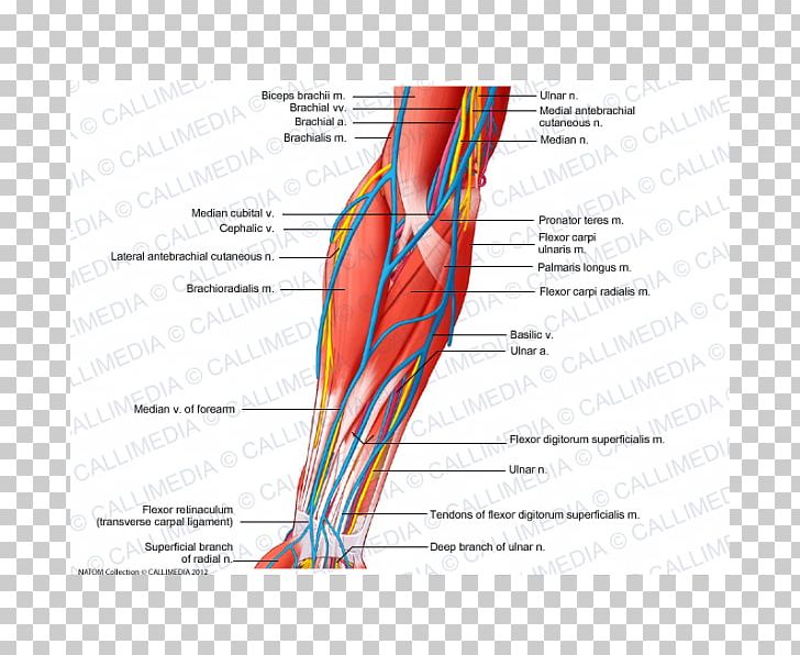 Anterior Compartment Of The Forearm Nerve Muscle Vein PNG, Clipart, Anatomy, Angle, Arm, Artery ...