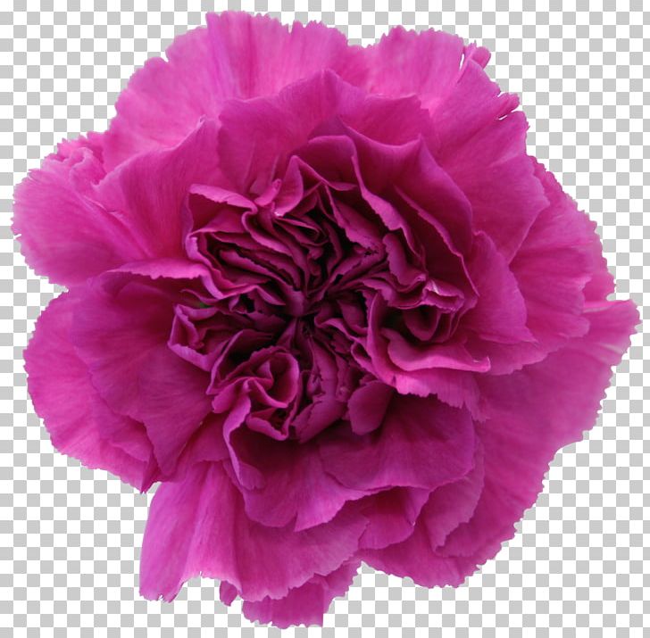 Carnation Cut Flowers Garden Roses Petal PNG, Clipart, Carnation, Color, Cut Flowers, Dianthus, Floral Design Free PNG Download