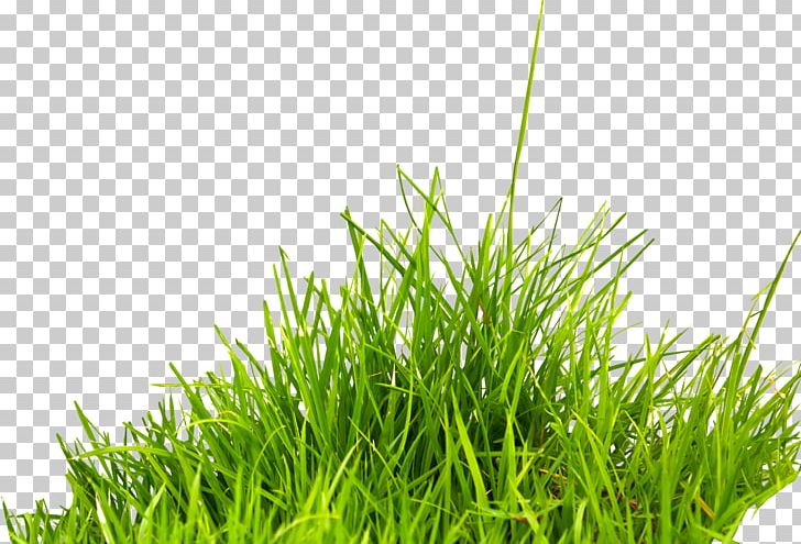 Grass PNG, Clipart, Grass Free PNG Download