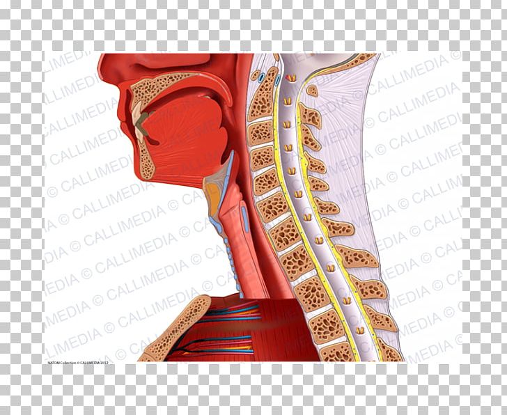 Shoulder Nerve Blood Vessel Neck Anatomy PNG, Clipart, Abdomen, Anatomy, Arm, Blood Vessel, Circulatory System Free PNG Download