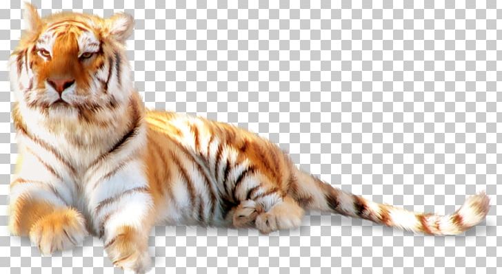 Siberian Tiger Felidae Whiskers Cat PNG, Clipart, Animal, Animals, Big Cat, Big Cats, Carnivoran Free PNG Download