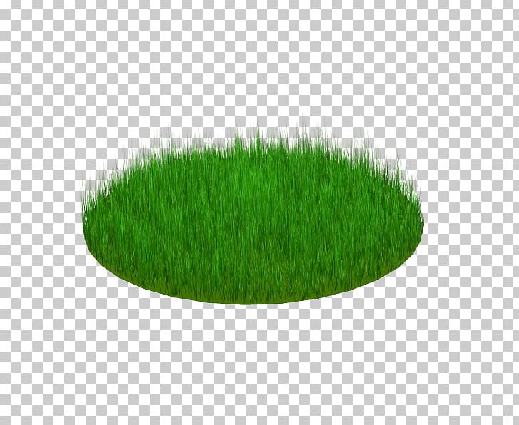 Wheatgrass PNG, Clipart, Grass, Grass Family, Green, Others, Plant Free PNG Download