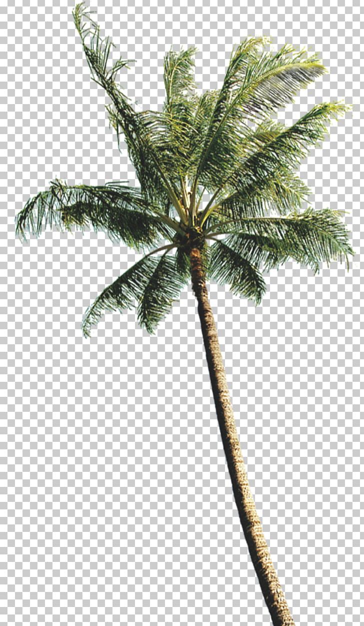 Arecaceae Coconut Tree Computer File PNG, Clipart, Arecales, Beach, Branch, Christmas Tree, Coconut Free PNG Download