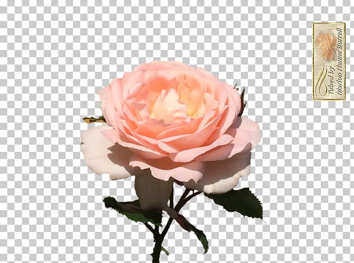 Garden Roses Cabbage Rose Floribunda Flower Floristry PNG, Clipart, Artificial Flower, Cut Flowers, Floribunda, Floristry, Flower Free PNG Download