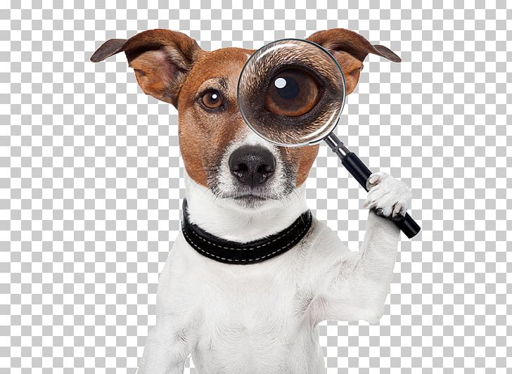 Search And Rescue Dog Puppy Dog Training Pet PNG, Clipart, Animals, Companion Dog, Danish Swedish Farmdog, Dog, Dog Agility Free PNG Download