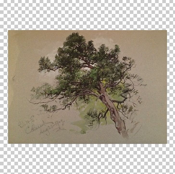 Tree Houseplant Painting Bonsai Wood PNG, Clipart, Bonsai, Branch, Branching, Houseplant, M083vt Free PNG Download