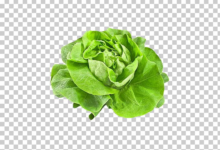 Butterhead Lettuce Vegetable Iceberg Lettuce Salad PNG, Clipart, Butterhead Lettuce, Chard, Collard Greens, Cruciferous Vegetables, Food Free PNG Download