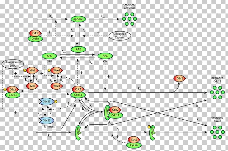 Cell Cycle Checkpoint G2 Phase G1/S Transition G2-M DNA Damage Checkpoint PNG, Clipart, Anaphase, Angle, Area, Cdc25, Cell Free PNG Download