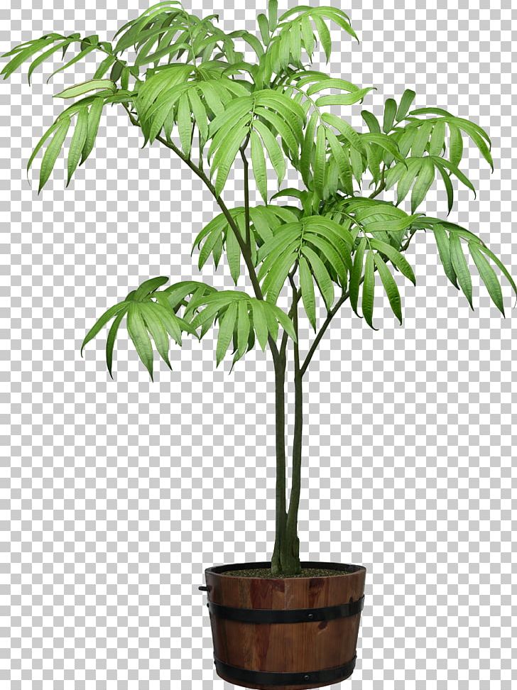 Houseplant Tree PNG, Clipart, Arecales, Digital Image, Flowerpot, Houseplant, Nature Free PNG Download