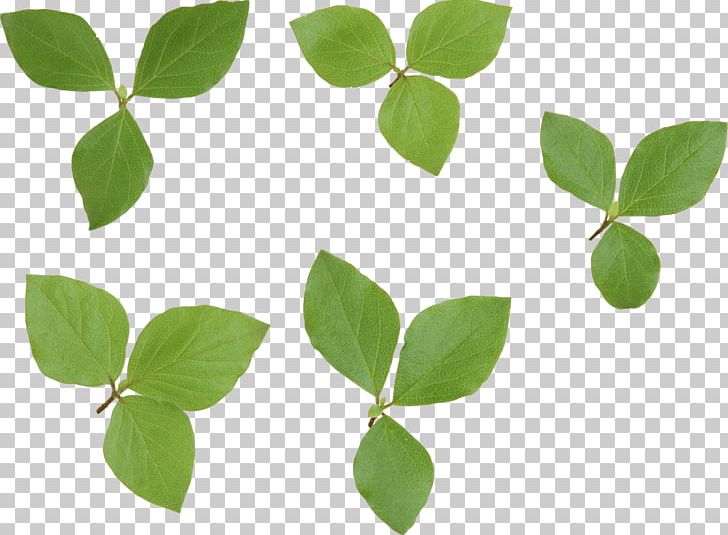 Look At Leaves 2017 Nissan LEAF PNG, Clipart, Autumn Leaf Color, Cleaneating, Computer Icons, Desktop Wallpaper, Face Free PNG Download