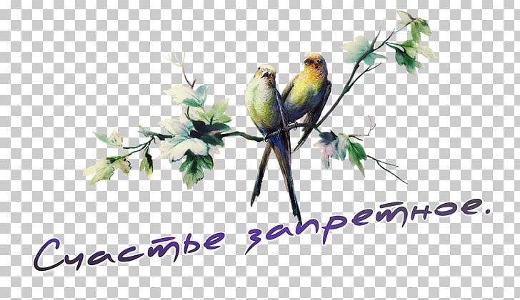 Poetry Portable Network Graphics Graphic Design PNG, Clipart, Beak, Bird, Branch, Common Pet Parakeet, Computer Wallpaper Free PNG Download