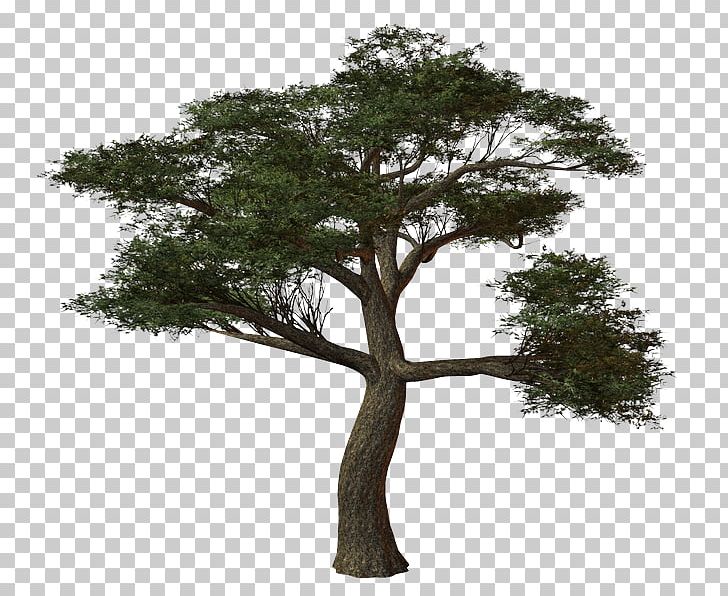 Tree Oak Shrub Mane PNG, Clipart, Branch, Guestbook, Hair, Houseplant, Mane Free PNG Download