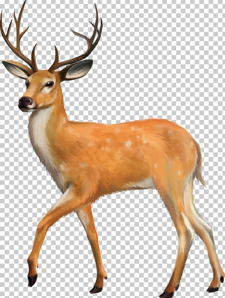 White-tailed Deer Desktop Mule Deer Roe Deer PNG, Clipart, Animals, Antler, Deer, Deer Hunting, Display Resolution Free PNG Download