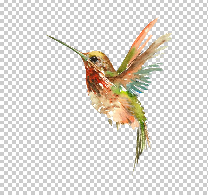 Hummingbird PNG, Clipart, Beak, Bird, Coraciiformes, Hummingbird, Plant Free PNG Download