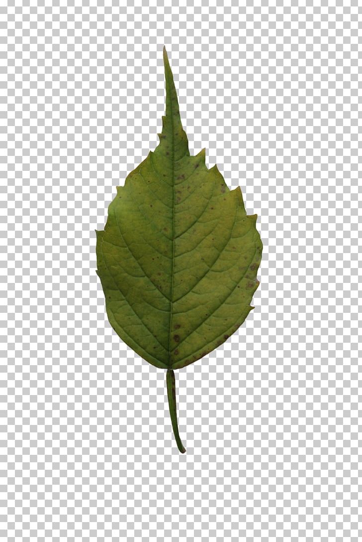 Leaf Tree Birch Plant PNG, Clipart, Alder, Birch, Color, Desktop Wallpaper, Green Free PNG Download