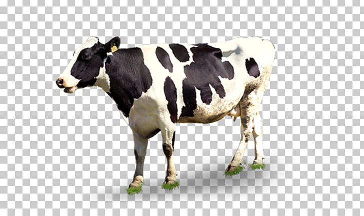 Dairy Cattle Milk PNG, Clipart, Animal, Animals, Cattle, Cattle Like Mammal, Cow Free PNG Download