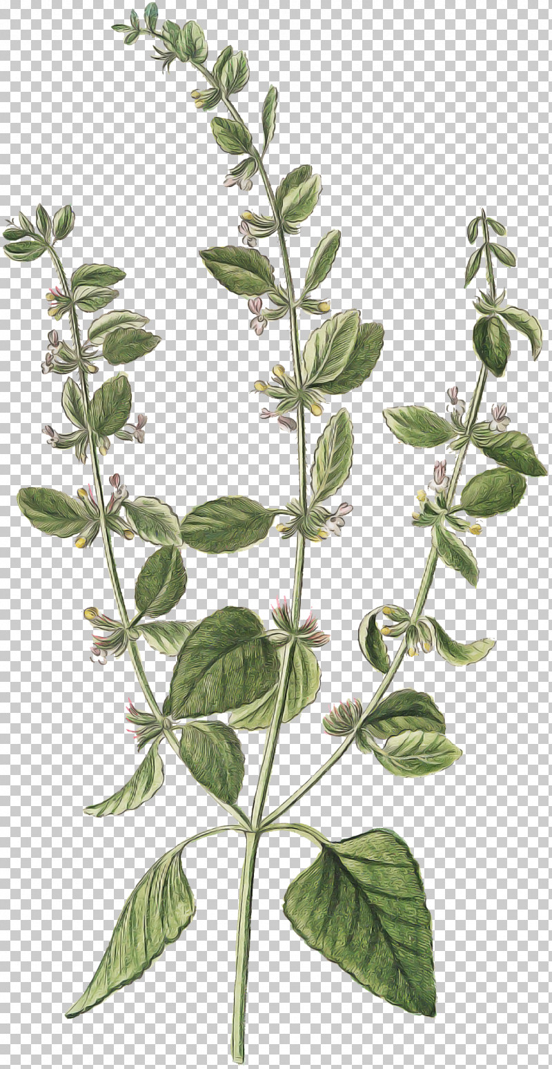 Flower Plant Leaf Tree Herb PNG, Clipart, Basil, Flower, Herb, Leaf, Marjoram Free PNG Download