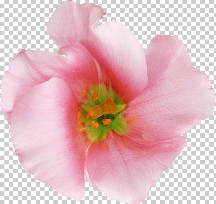 Flower Anthesis Garden Roses PNG, Clipart, Annual Plant, Anthesis, Blossom, Cut Flowers, Desktop Wallpaper Free PNG Download