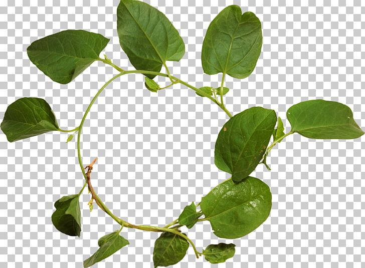 Herbaceous Plant PNG, Clipart, Branch, Download, Family, Herb, Herbaceous Plant Free PNG Download