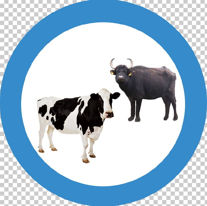 Holstein Friesian Cattle Sheep Livestock Farm Ox PNG, Clipart, Agriculture, Animals, Cattle, Cattle Like Mammal, Cow Goat Family Free PNG Download