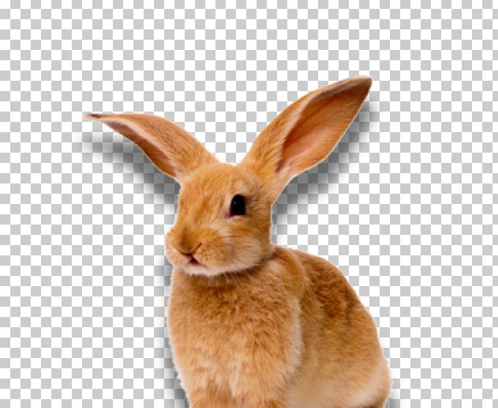 Lossless Compression Rabbit PNG, Clipart, Animals, Computer Icons, Data, Data Compression, Domestic Rabbit Free PNG Download