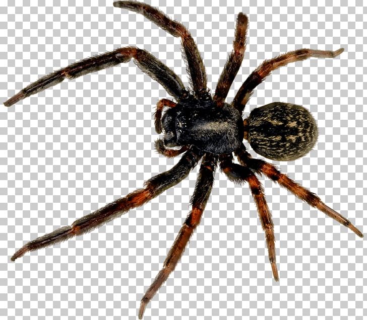 Redback Spider Black House Spider PNG, Clipart, Animal, Arachnid, Araneus, Beau, Beneficial Insects Free PNG Download