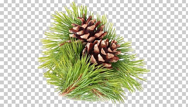 Stock Photography Pine Strobilus Conifer Cone PNG, Clipart, Branch, Christmas Ornament, Cone, Conifer, Conifer Cone Free PNG Download