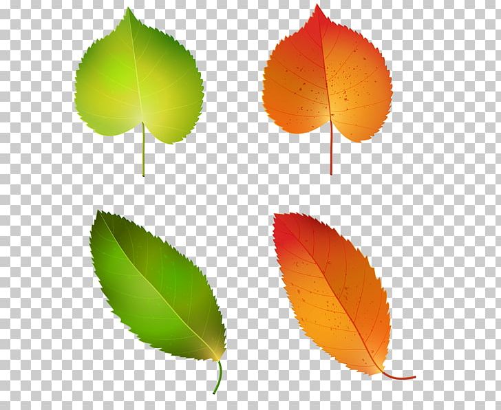 Autumn Leaf Color Green PNG, Clipart, Autumn, Autumn Leaf Color, Brown, Flower, Green Free PNG Download