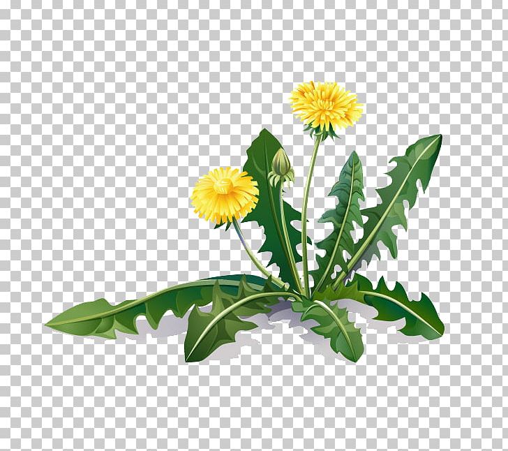 Common Dandelion Medicinal Plants Root Coltsfoot PNG, Clipart, Annual Plant, Aster, Coltsfoot, Common Dandelion, Cut Flowers Free PNG Download