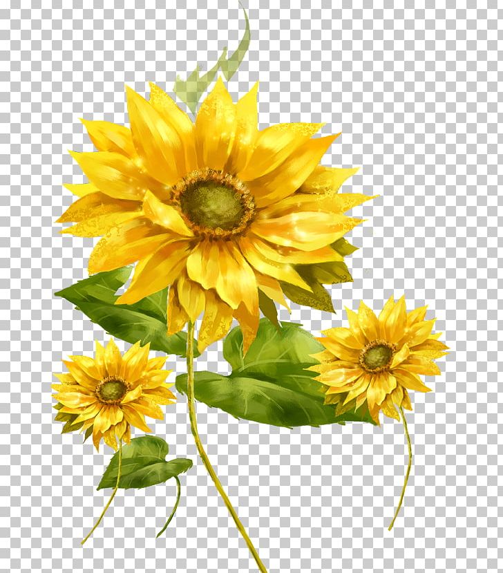 Common Sunflower Frame Illustration PNG, Clipart, Dahlia, Daisy Family ...