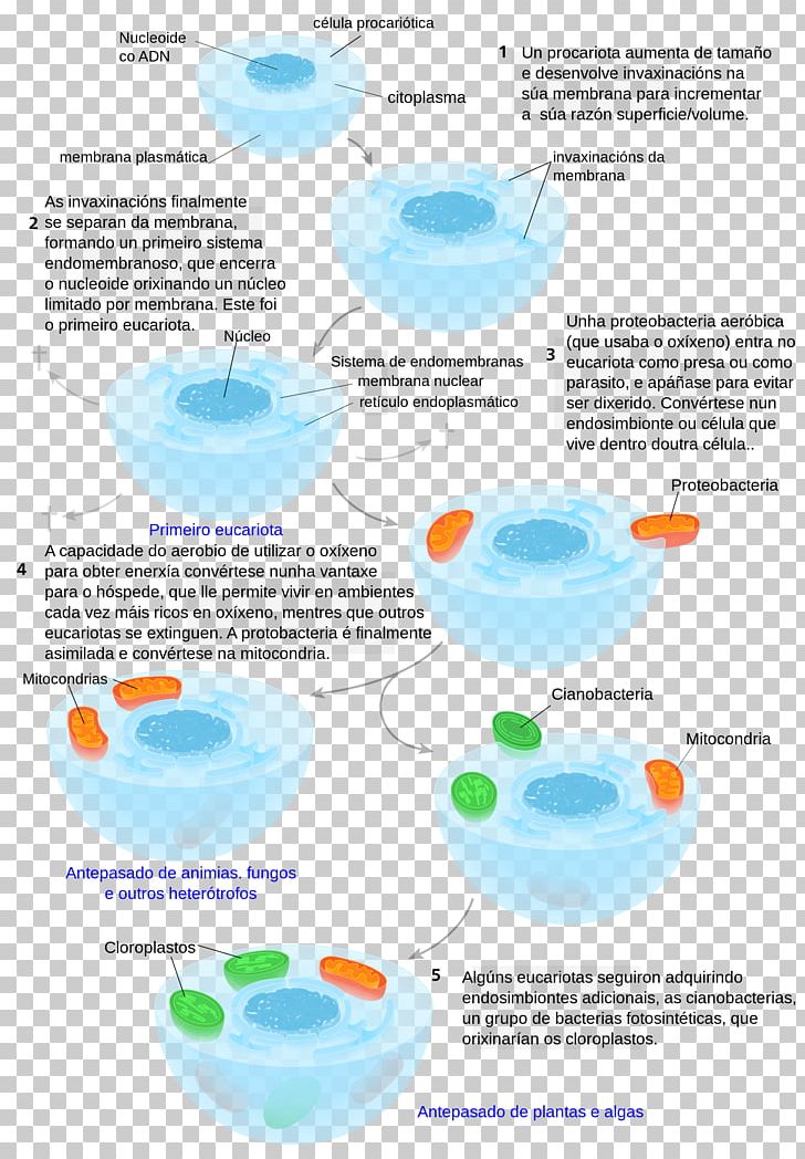Eukaryote Celulă Eucariotă Evolution Of Cells Prokaryote PNG, Clipart, Archaeans, Bacteria, Cell, Chloroplast, Diagram Free PNG Download