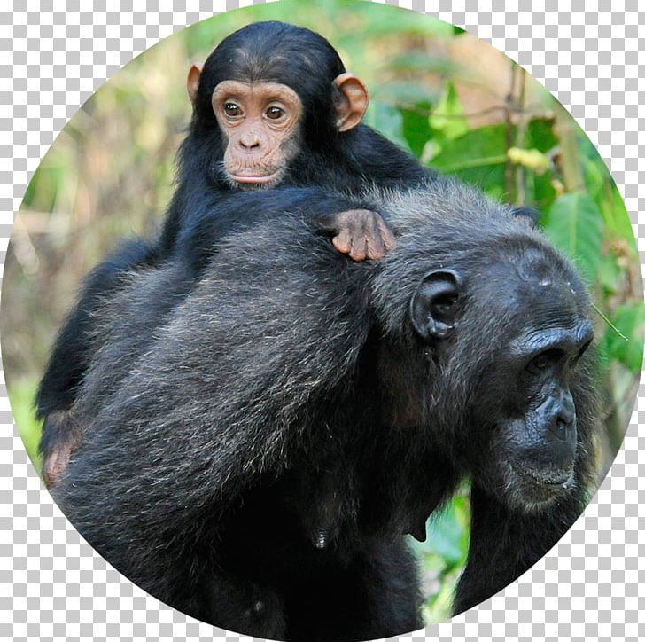 Gombe Stream National Park Common Chimpanzee Gorilla Baby Chimpanzee PNG, Clipart, Animals, Ape, Baby Chimp, Baby Chimpanzee, Child Free PNG Download