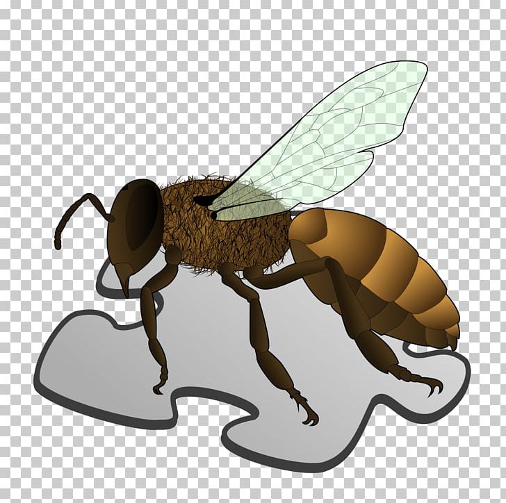 Queen Bee Anatomy Worker Bee Bee Sting PNG, Clipart, Anatomy, Antenna, Arthropod, Bee, Beehive Free PNG Download