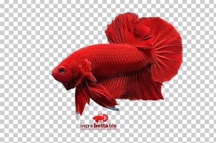 Siamese Fighting Fish Goldfish Yellow Betta PNG, Clipart, Animals, Betta, Betta Fish, Fish, Goldfish Free PNG Download