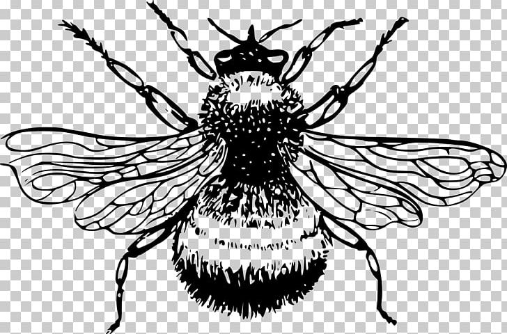 European Dark Bee Insect Bombus Lucorum Black And White PNG, Clipart, Arthropod, Artwork, Bee, Color, Fictional Character Free PNG Download