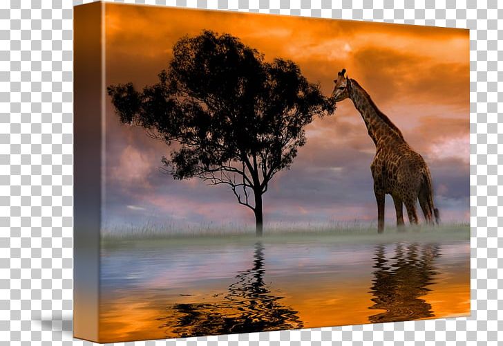 Giraffe Photography Art Canvas Print Photographer PNG, Clipart, Anthony Davis, Art, Artist, Canvas, Canvas Print Free PNG Download