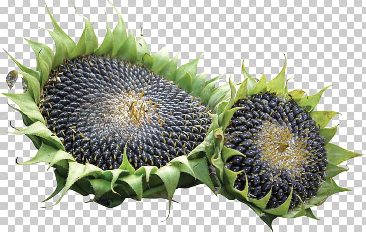 Sunflower Seeds Common Sunflower Wuyuan County PNG, Clipart, Auglis, Biscuits, Common Sunflower, Flower, Fruit Free PNG Download