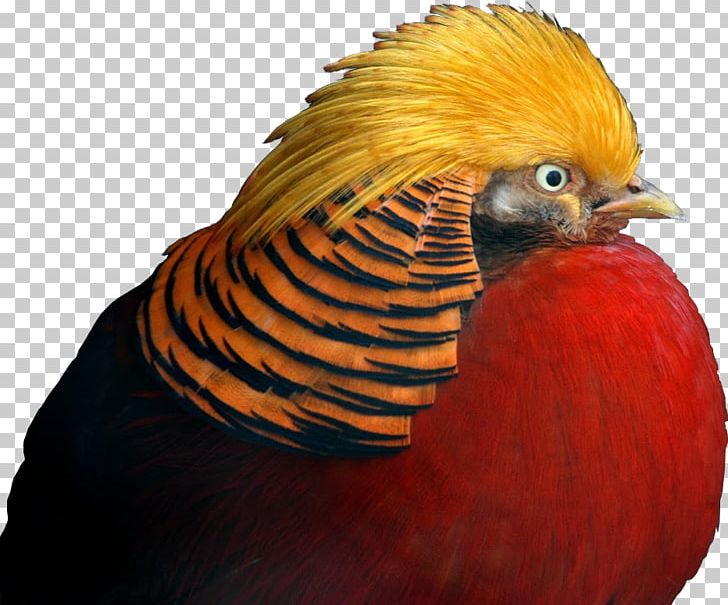 Golden Pheasant Galliformes Beak Feather PNG, Clipart, Beak, Bird, Fauna, Feather, Galliformes Free PNG Download