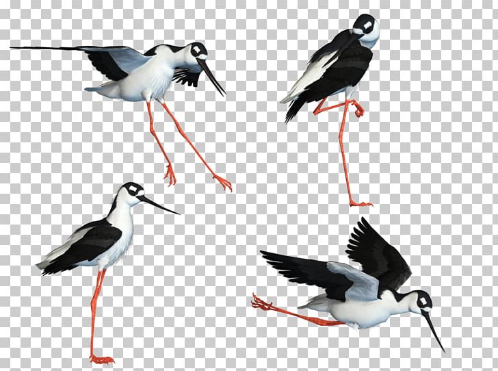 Bird Wader White Stork Stilt PNG, Clipart, Animals, Art, Beak, Bird, Charadriiformes Free PNG Download